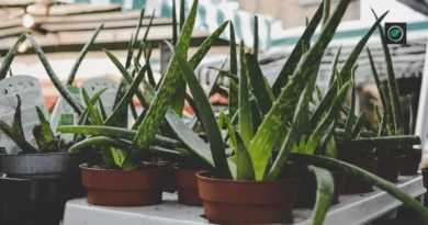 Aloe plant care in pakistan