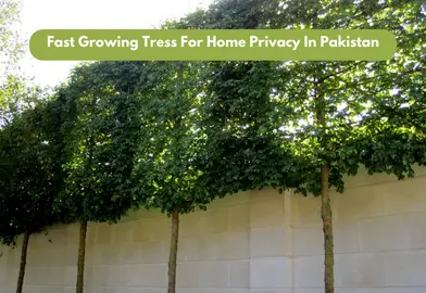 Fast Growing Tress For Home Privacy In Pakistan
