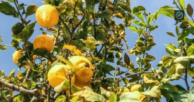 Pruning lemon trees in pots