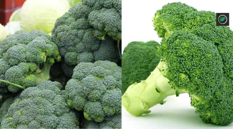 how to grow broccoli from seeds in pots