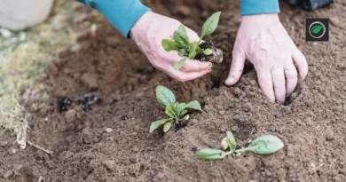 organic gardening tips for beginners