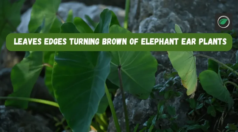 leaves edges turning brown of elephant ear plants