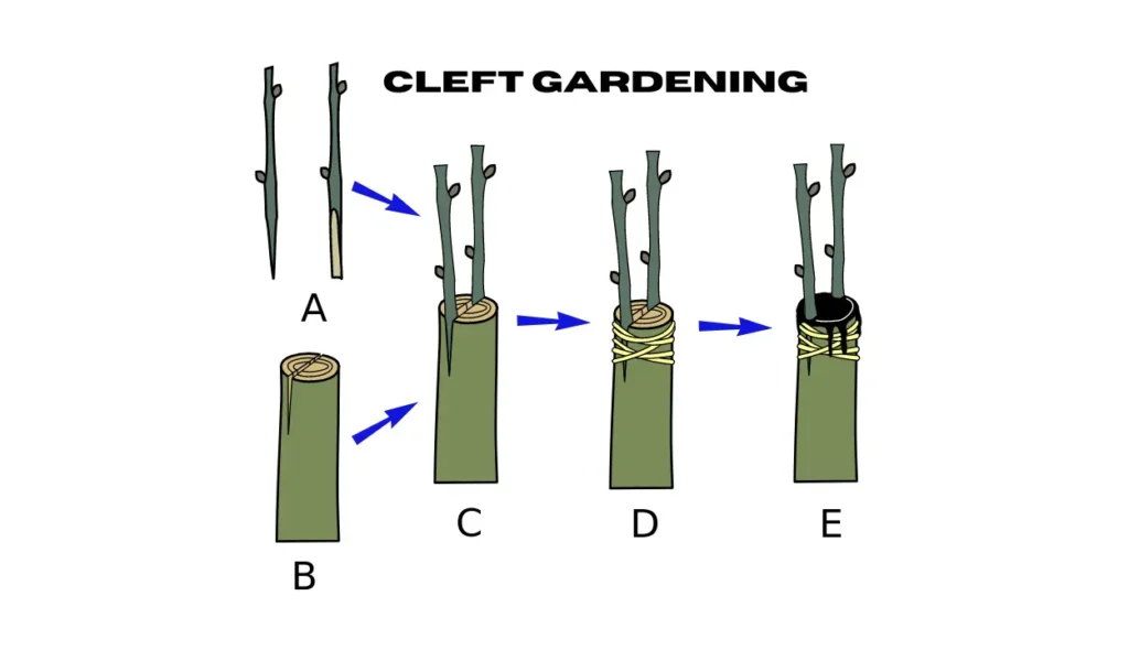 tips for successful citrus grafting
