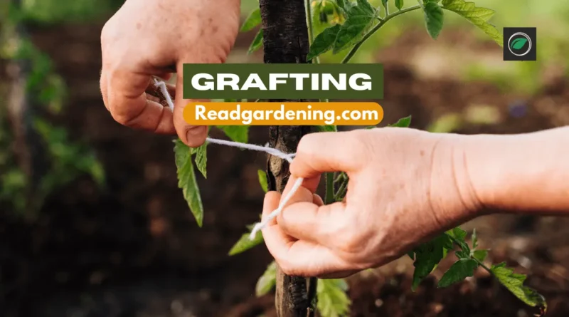 tips for successful citrus grafting