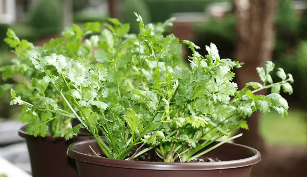 Easy vegetables to grow in pots 