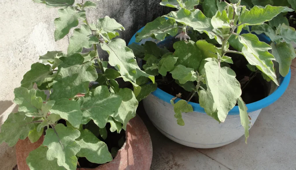 Easy vegetables to grow in pots 
