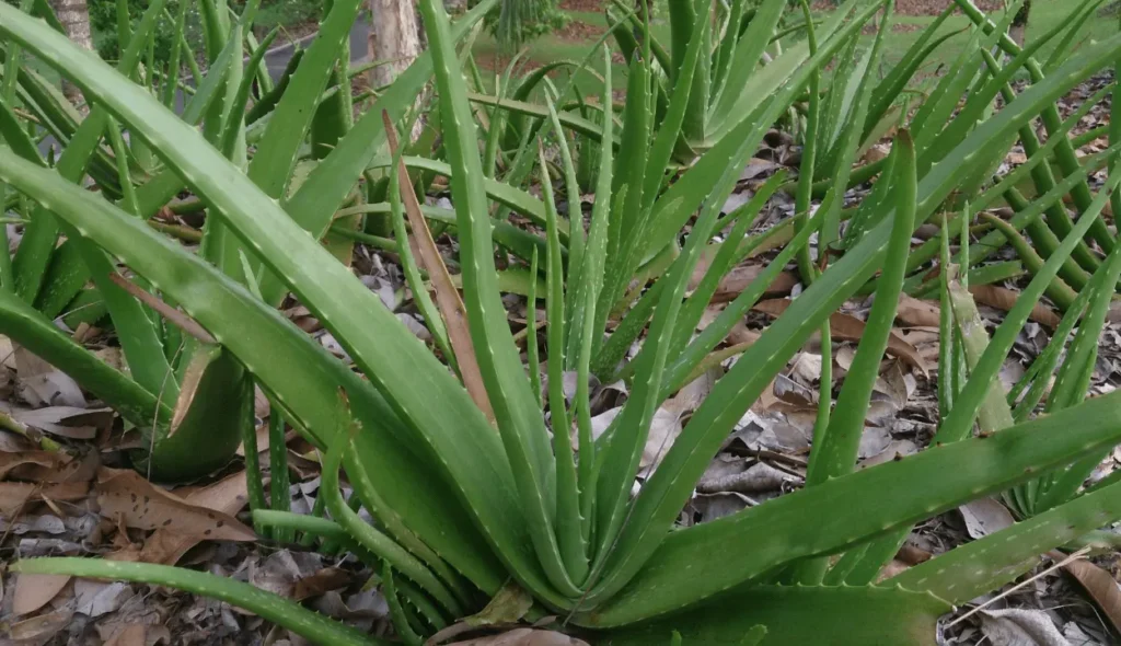 Aloe plant care
