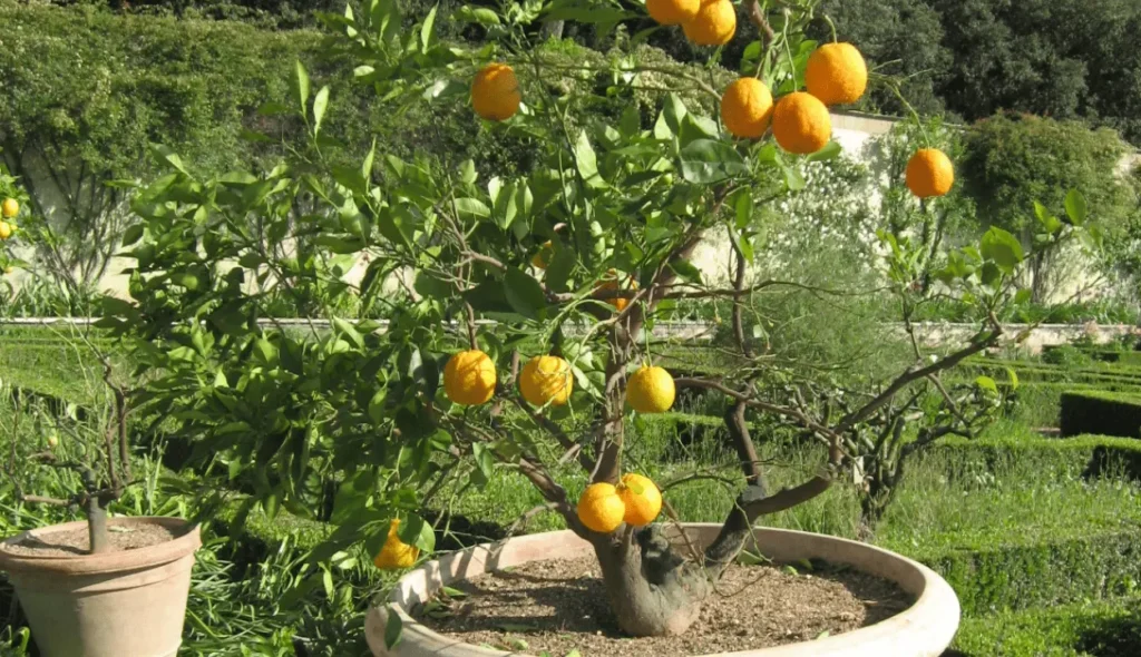 pruning lemon trees in pots