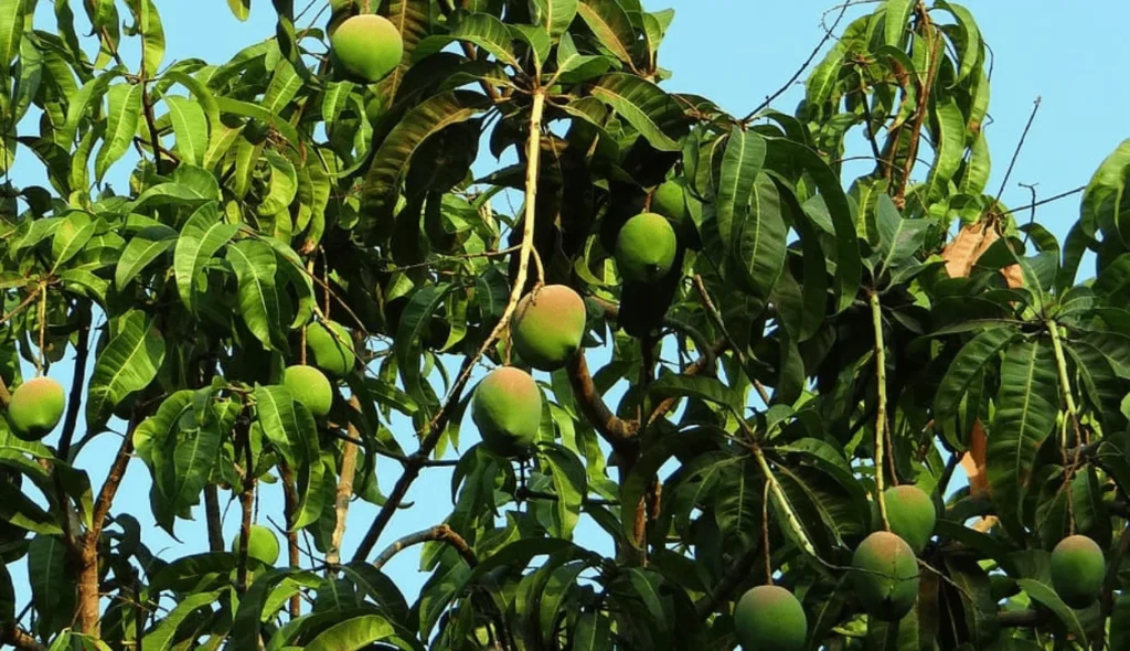 fruit trees in Pakistan