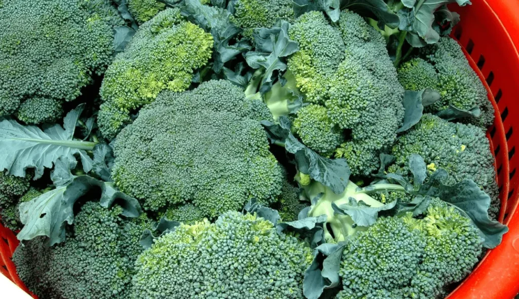 Grow Broccoli from Seeds in Pots