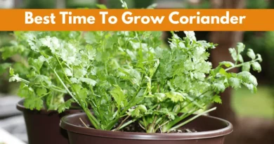 Best Time To Grow Coriander (Dhaniya) In Pakistan