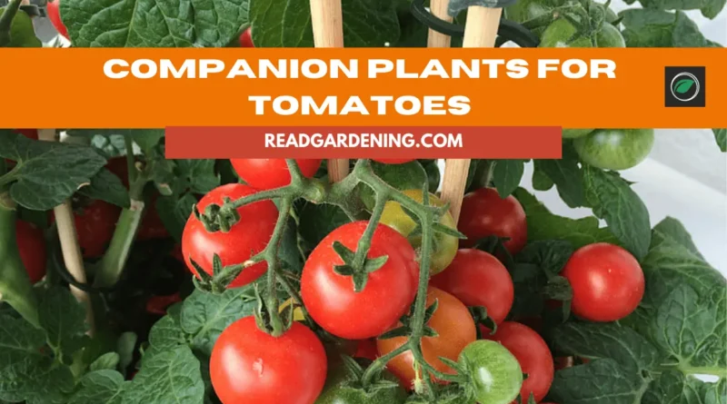 companion plants for tomatoes