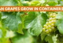 can grapes grow in containers?
