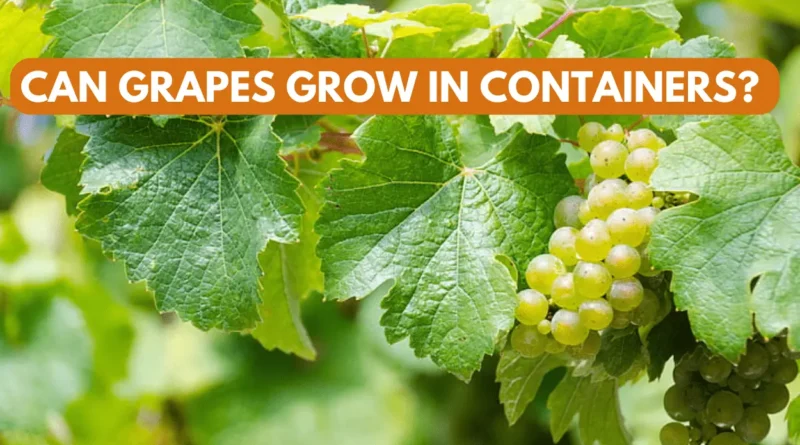 can grapes grow in containers?
