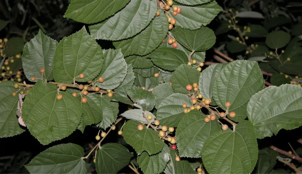phalsa plant