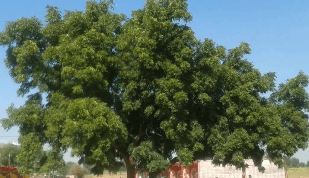 fast growing trees in Pakistan