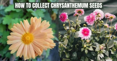 HOW TO COLLECT CHRYSANTHMUM SEEDS
