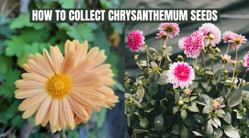HOW TO COLLECT CHRYSANTHMUM SEEDS