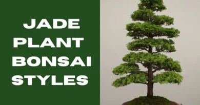 jade plant bonsai styles