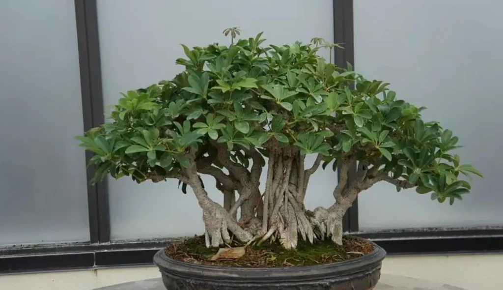jade plant bonsai styles