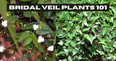 BRIDAL VEIL PLANTS