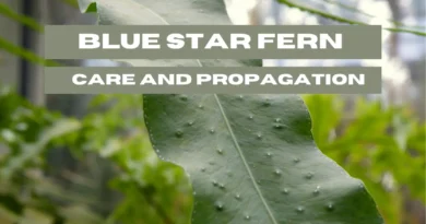Blue Star Fern