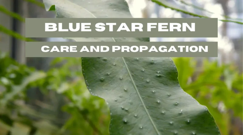 Blue Star Fern