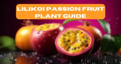 LILIKOI PASSION FRUIT PLANT