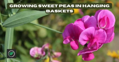 growing sweet peas in hanging baskets