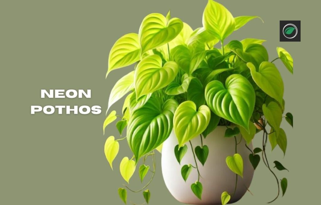 Different Types of Money Plants in Pakistan