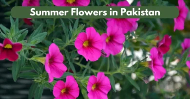 Summer Flowers in Pakistan