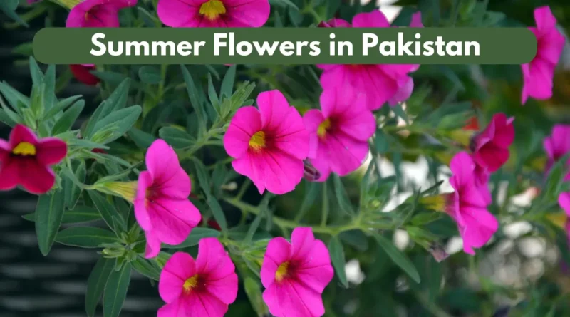 Summer Flowers in Pakistan