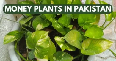 Different Types of Money Plants in Pakistan