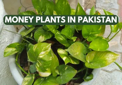 Different Types of Money Plants in Pakistan