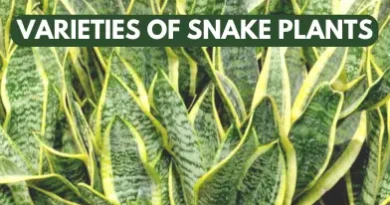 varieties of snake plants in Pakistan