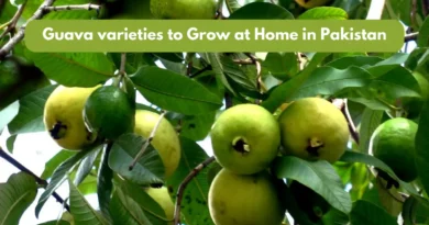 Guava varieties to Grow at Home in Pakistan