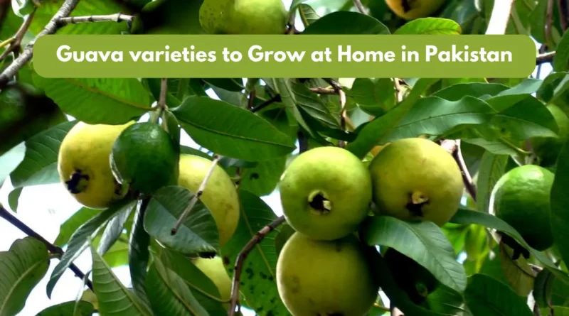 Guava varieties to Grow at Home in Pakistan