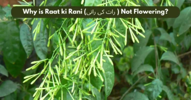 Raat Ki Rani Plant Not Flowering