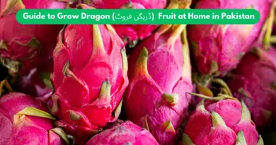How to Grow Dragon Fruit at Home in Pakistan