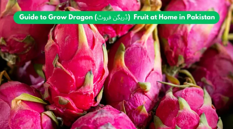 How to Grow Dragon Fruit at Home in Pakistan