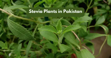 how to grow stevia plants in Pakistan at home