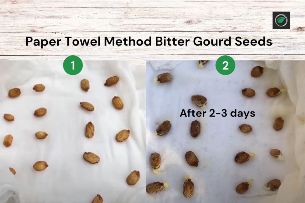 How to germinate bitter gourd seeds Fast
